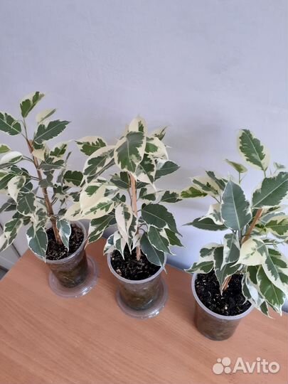 Фикус Бенджамин