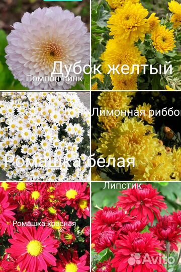 Корейская хризантема и мультифлора