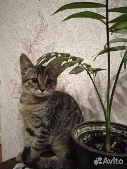 Кошка в дар