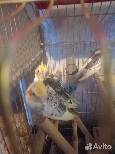 Попугай корелла