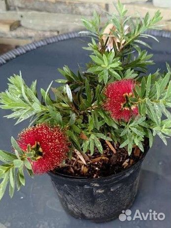 Каллистемон