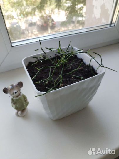 Цветок Хатиора желтая