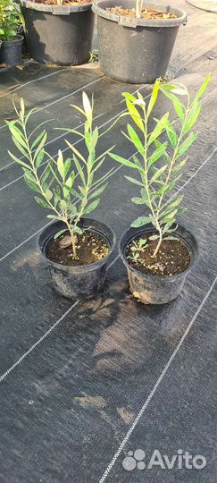 Олива Европейская