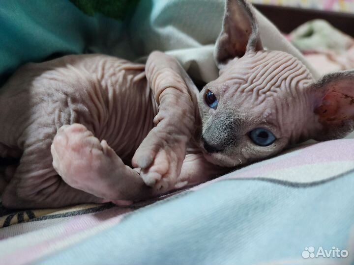 Канадский сфинкс