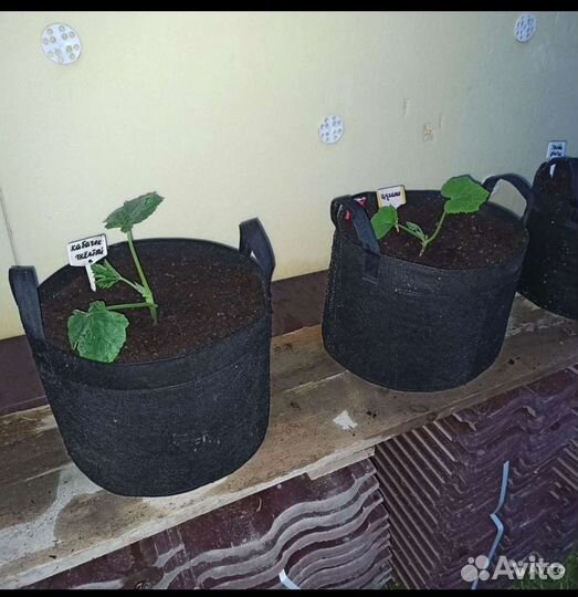 Grow bag, Growbag, Гроубэг, мешки для саженцев