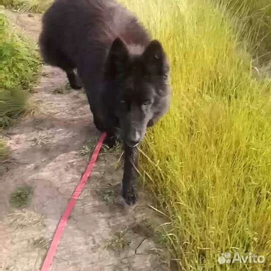 Передержка собак. Зоогостиница