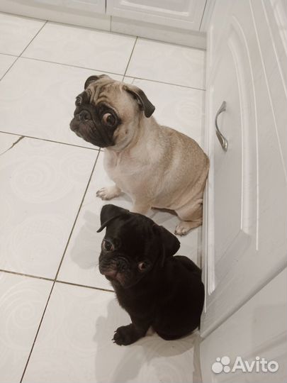Щенки мопса черные