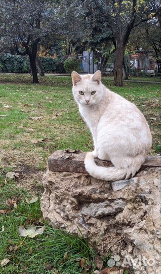 Котик в добрые руки