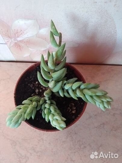 Седум Моргана