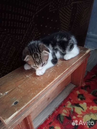 Кошки в добрые руки