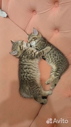 Британские котята