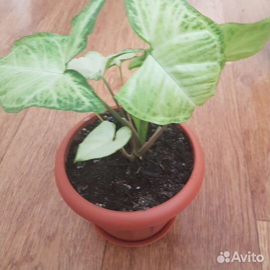 Толстянка Крассула Хоббит