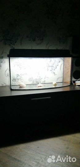 Аквариум телевизор