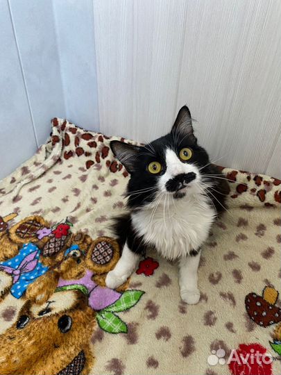 Котики в добрые руки