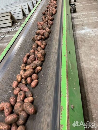 Картофель от производителя. гост 7176-85