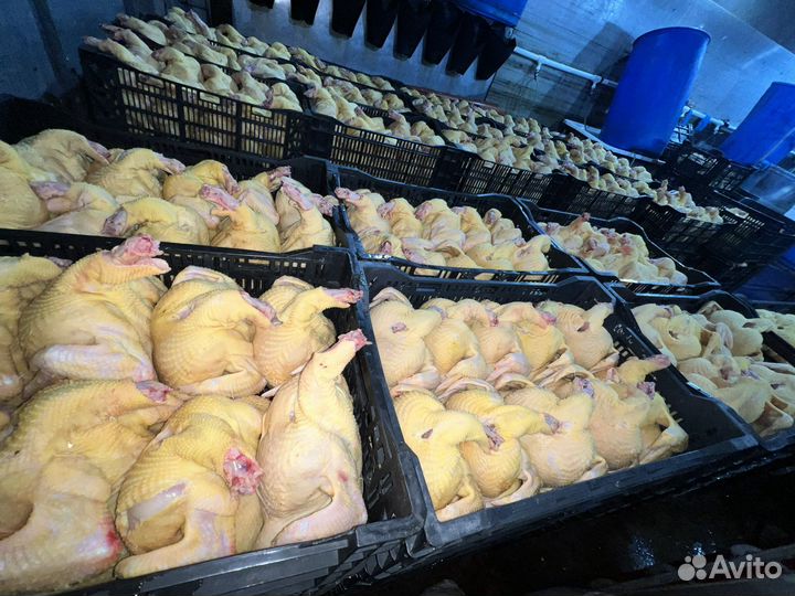 Куры бройлеры тушка