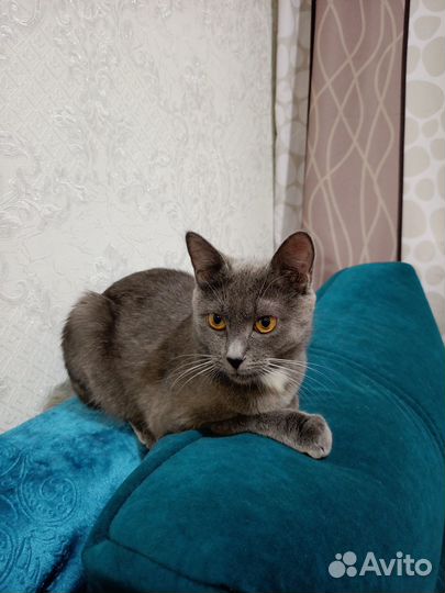 Кошка в добрые руки