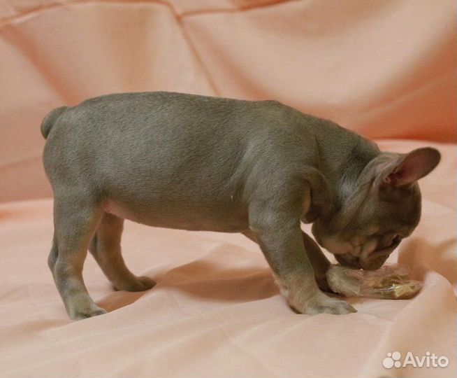 Щенок французский бульдог окрас Изабелла