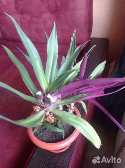 Традесканция рео