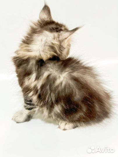 Мейн-кун самка с документами