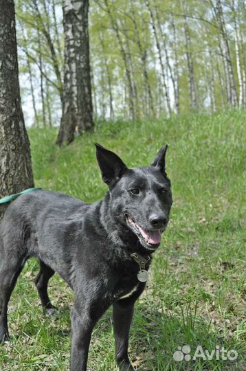 Нежная Уша очень скучает в приюте