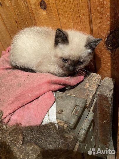 Кошечка в добрые руки