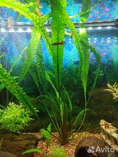 Криптокорина (растение для аквариума)