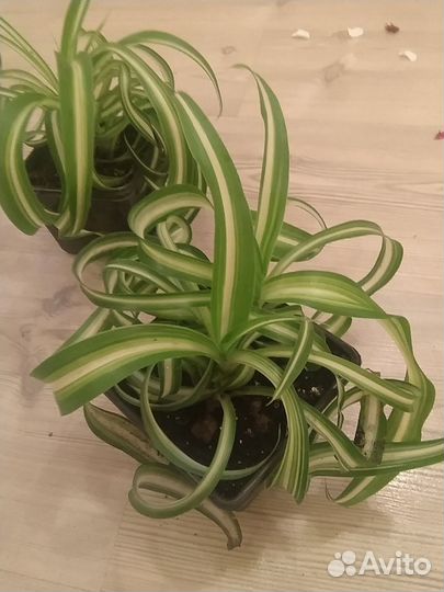 Хлорофитум Бони