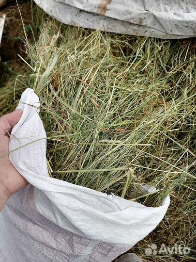 Сено 5 килограмм