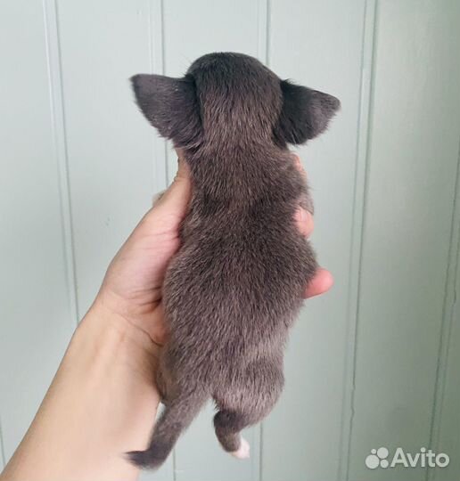 Мини мальчик чихуахуа