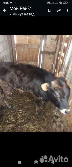 Бычки и телята