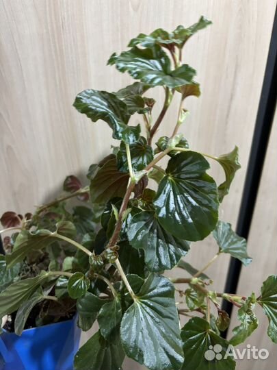 Бегония декоративно лиственная