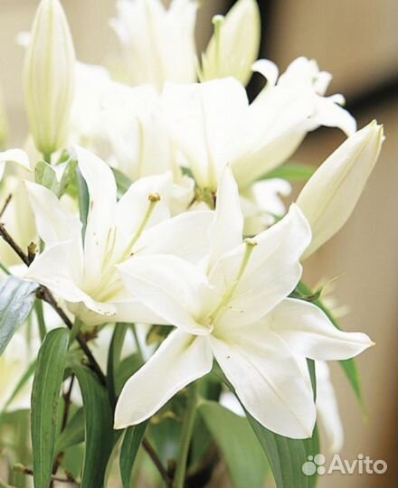 Аквилегия розовая, лилейник белый ароматный