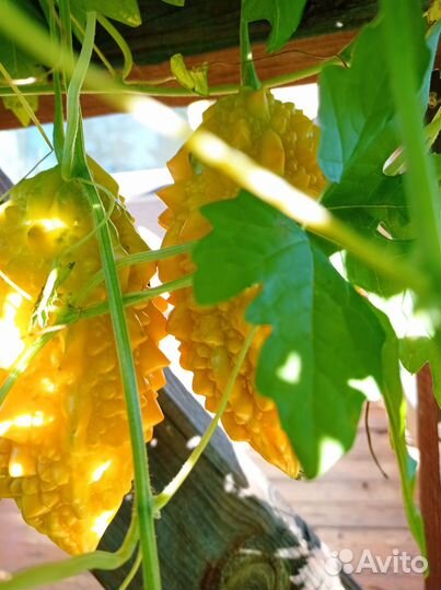 Момордика семена