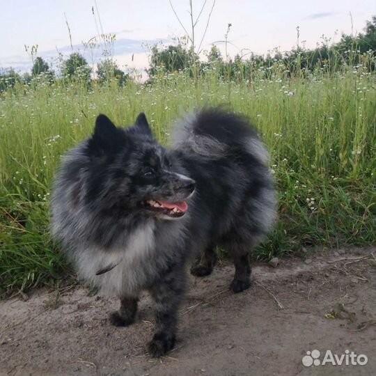 Шпиц вязка