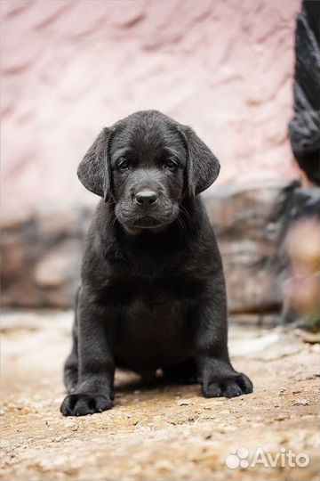 Лабрадор ретривер щенки
