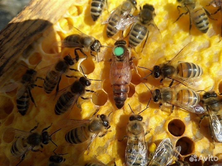 Пчеломатки 2024