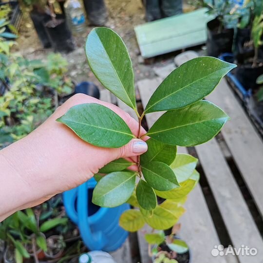 Кетли экзотика