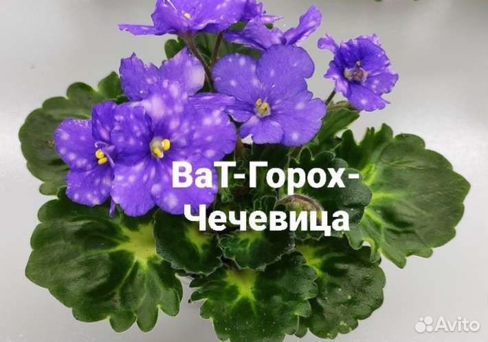 Фиалки