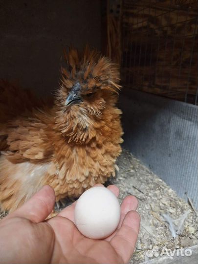 Китайские шёлковые куры, семья