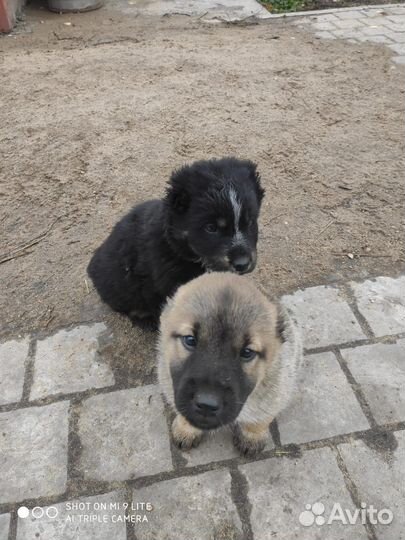 Продажа щенков алабая