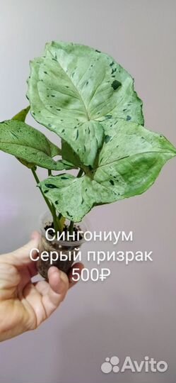 Сингониум Серый призрак