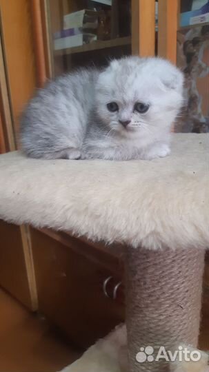 Кошечка,шотландская вислоухая,чистокровка,1,6 мес)
