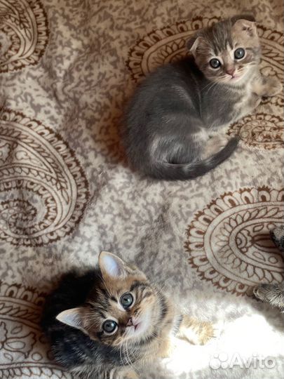 Шотландские котята