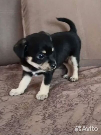 Той-терьер щенок