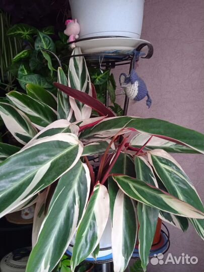 Папоротник, зефирантес