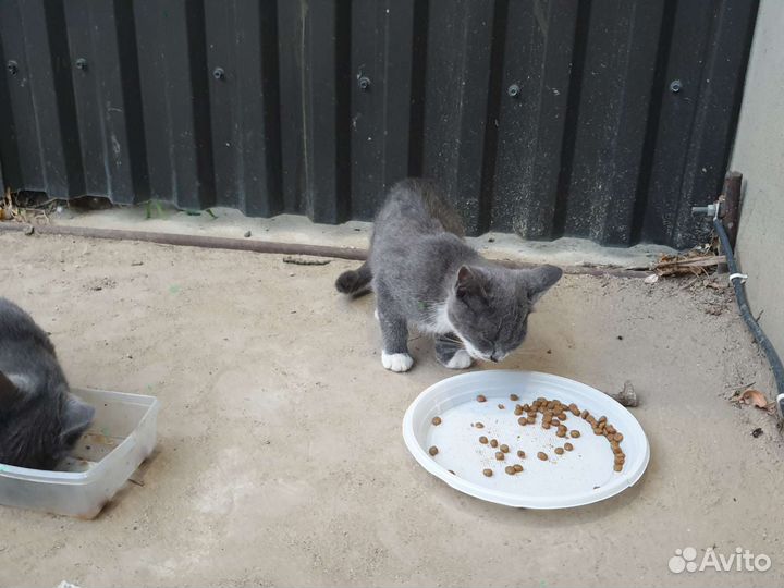 Кошечка в добрые руки