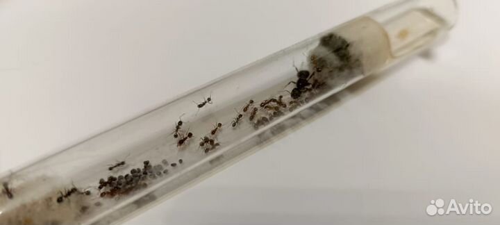Муравьи messor structor, Lassius,Tetramorium
