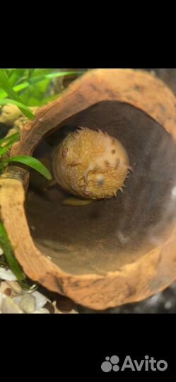 Аквариумные рыбки