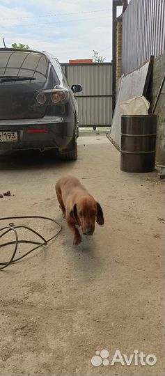 Кроличья такса